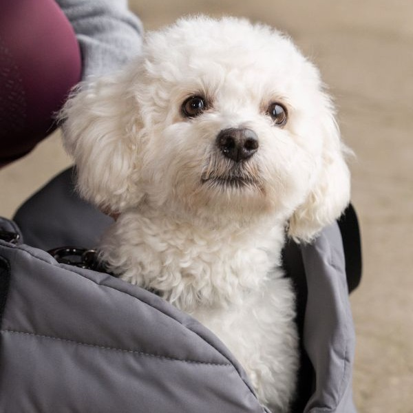 KINGSLAND　001　MACEY　首輪＆リード